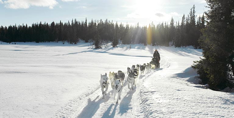 Huskies pulling a sled through the frozen wilds of Norway